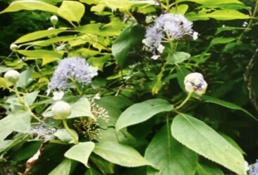 開きかかったツボミ(写真提供 K.Hさん)