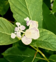 開きかかったツボミ(写真提供 K.Hさん)
