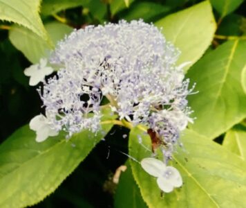 タマアジサイの花(写真提供 K.Hさん)