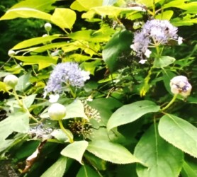 タマアジサイの花(写真提供 K.Hさん)