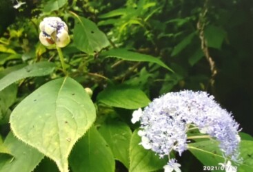 タマアジサイの花(写真提供 K.Hさん)