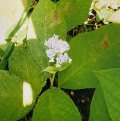 タマアジサイの花(写真提供 K.Hさん)