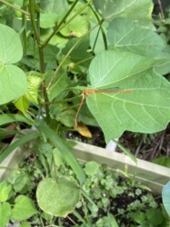 ベニイトトンボの共食い