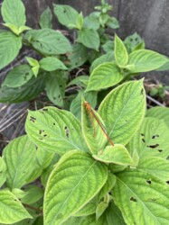 ベニイトトンボの共食い