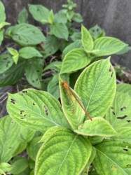 ベニイトトンボの共食い