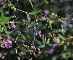 メスを狩ったシオカラトンボのオス
