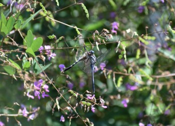 メスを狩ったシオカラトンボのオス
