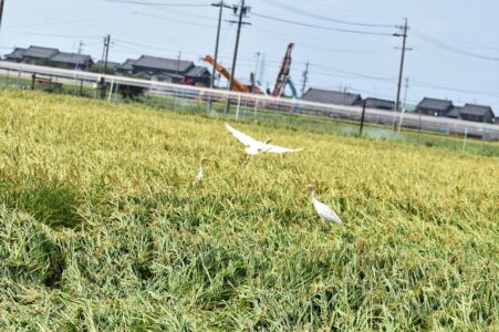 稲穂の中のイナゴを探すアマサギ