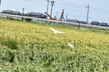 稲穂の中のイナゴを探すアマサギ