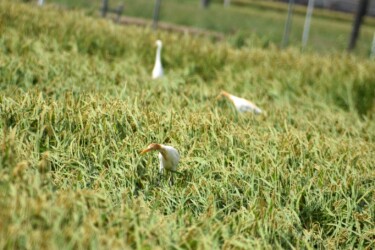 稲穂の中のイナゴを探すアマサギ