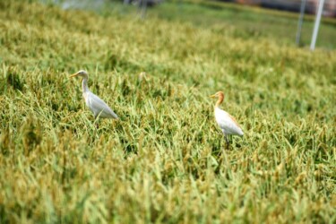 稲穂の中のイナゴを探すアマサギ