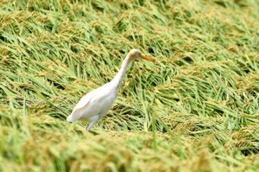 稲穂の中のイナゴを探すアマサギ