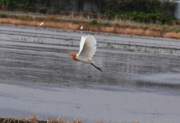 飛翔するアマサギ