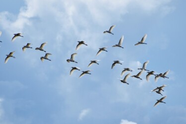 飛翔するアマサギ