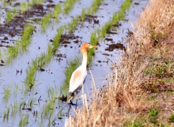 畔のカエルや昆虫を探す