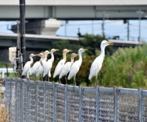 休憩中 暑さで口を開けている