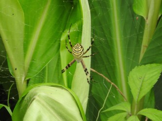 ナガコガネグモ