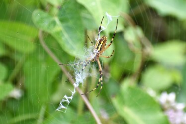 ナガコガネグモ