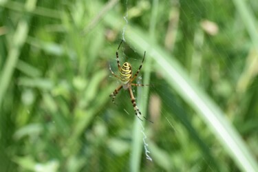 ナガコガネグモ