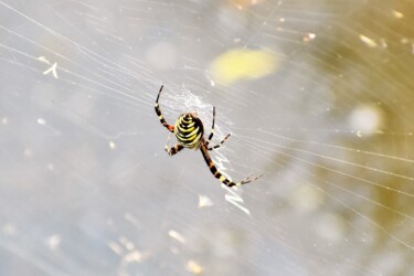 ナガコガネグモ