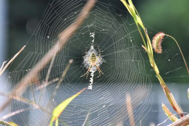 ナガコガネグモ