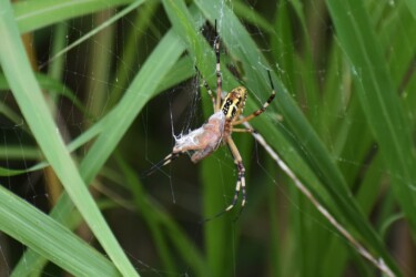 バッタを狩った