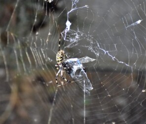 トンボを狩った