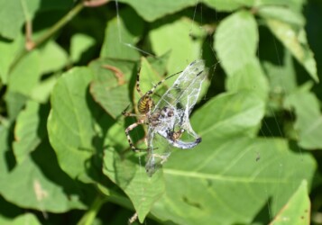 トンボを狩った