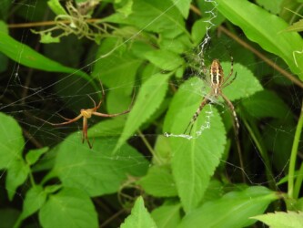 メスのそばにオスがいる