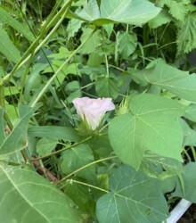 萎みだしたワタのハナ