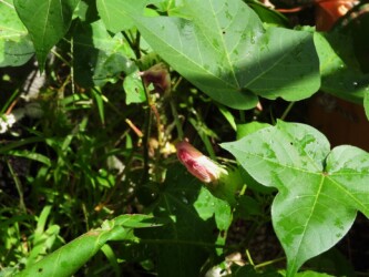 萎みだしたワタのハナ