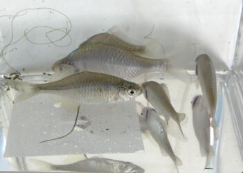 メスの産卵管が見える