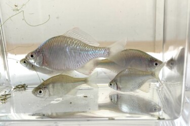 オスの婚姻色が分かるかな? 薄くなってしまった