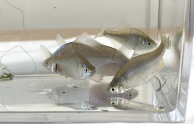 オスの婚姻色が分かるかな? 薄くなってしまった