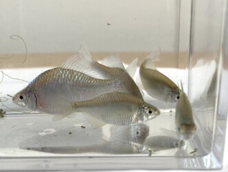 オスの婚姻色が分かるかな? 薄くなってしまった