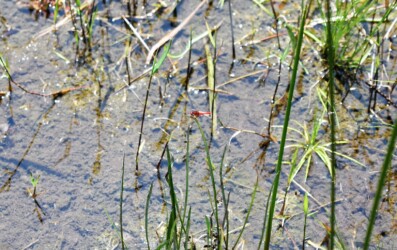 ①ハッチョウトンボのオス