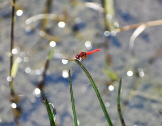 ①ハッチョウトンボのオス