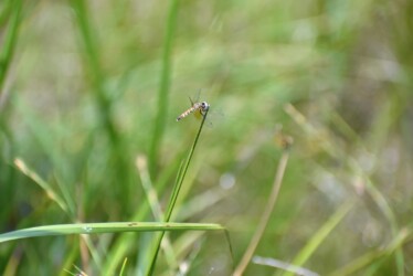④ハッチョウトンボのメス