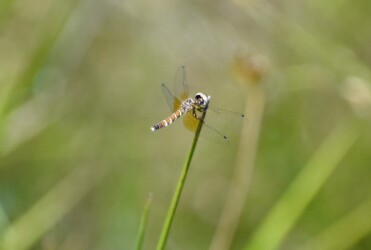 ④ハッチョウトンボのメス