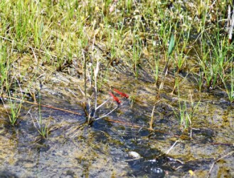 偶然2匹がとまる