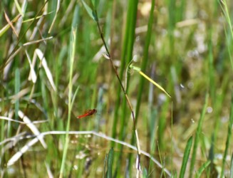 キイトトンボより小さい 飛翔中
