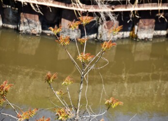 ハゼノキの若葉