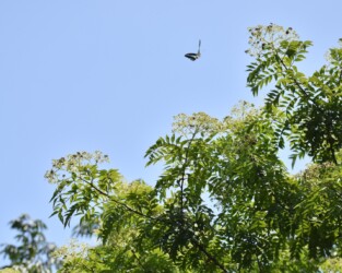 ヤマハゼの花⁉