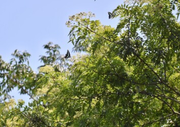 ヤマハゼの花⁉