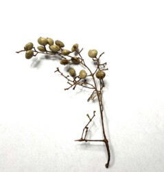 ハゼノキの実⁉