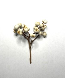 ナンキンハゼの実