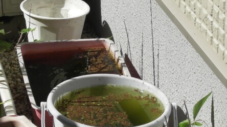 庭で産卵するシオカラトンボのメス