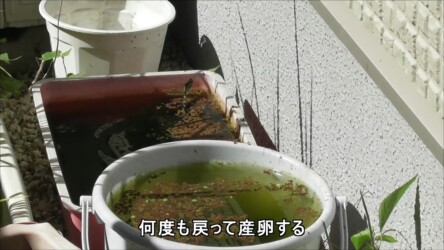 庭で産卵するシオカラトンボのメス