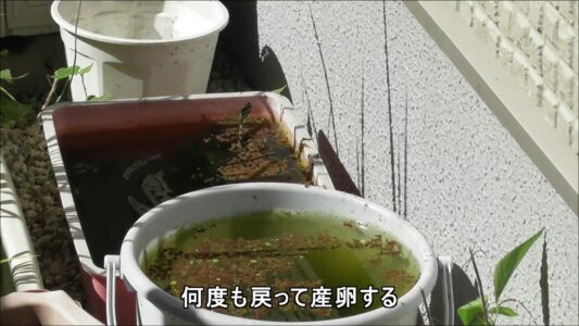 庭で産卵するシオカラトンボのメス