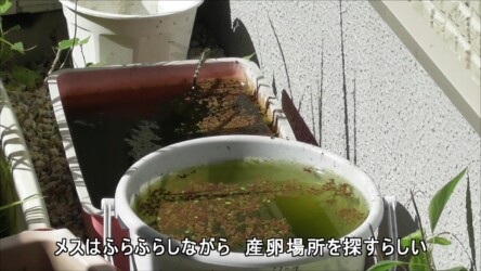 庭で産卵するシオカラトンボのメス